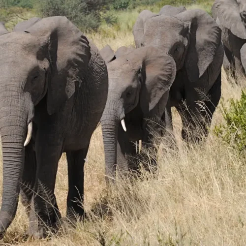 éléphants de Tarangire