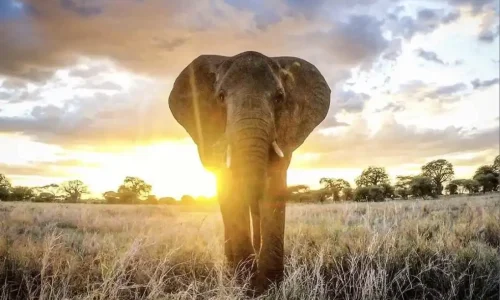 éléphants de kiwoito dans la savane à l heure dorée