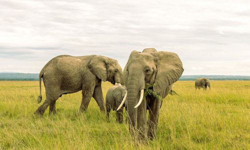 éléphants du Masai Mara