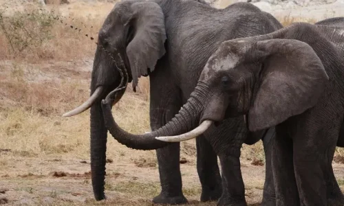 éléphants prenant un bain de boue dans le parc national du serengetiéléphants prenant un bain de boue dans le parc national du serengeti