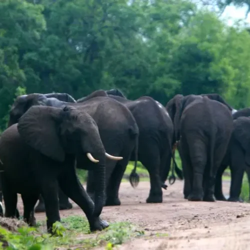 éléphants-réserve-de-chasse-selous