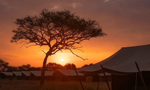 expérience sundowner zebra intimate camps serengeti