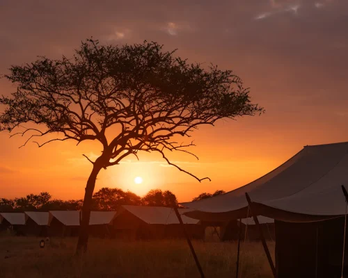 expérience sundowner zebra intimate camps serengeti