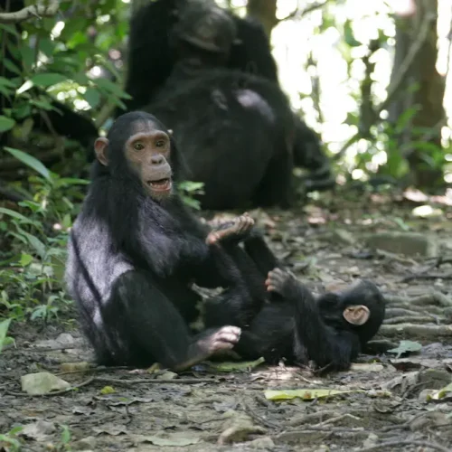 famille-chimpanzes-parc-national-gombe