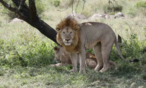 famille de lions dans le parc national de tarangire