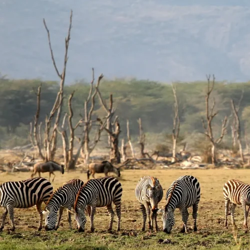 faune du lac Manyara