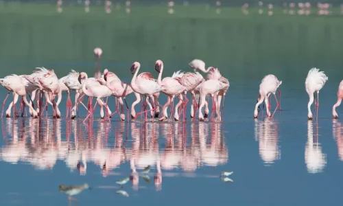 flamants-roses-au-lac-manyara-reflet-au-coucher-du-soleil
