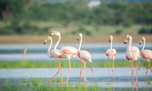 flamants-roses-au-parc-national-du-lac-manyara