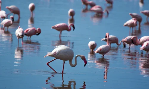 flamants-roses-dans-la-zone-de-conservation-du-ngorongoro