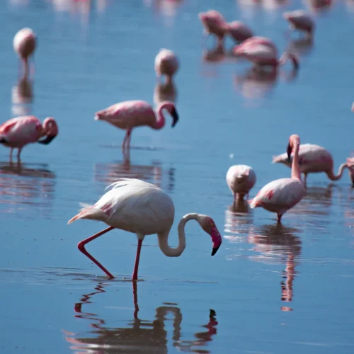 Flamants roses dans la zone de conservation du ngorongoro