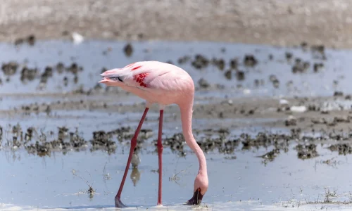 flamants-roses-dans-le-cratère-du-ngorongoro-