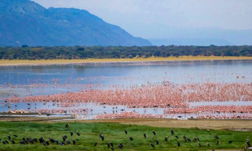 flamants roses du lac Manyara
