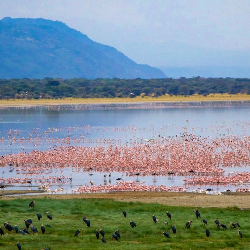 flamants roses du lac Manyara