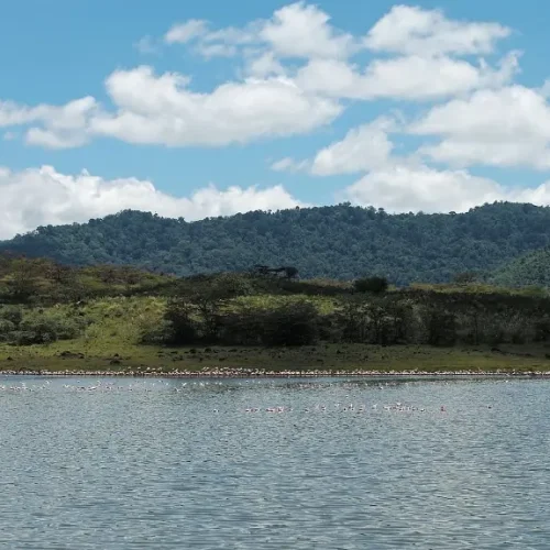 flamants-roses-lac-momella-parc-national-arusha