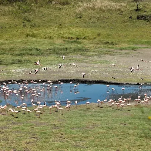 flamants-roses-lac-momella-parc-national-arusha