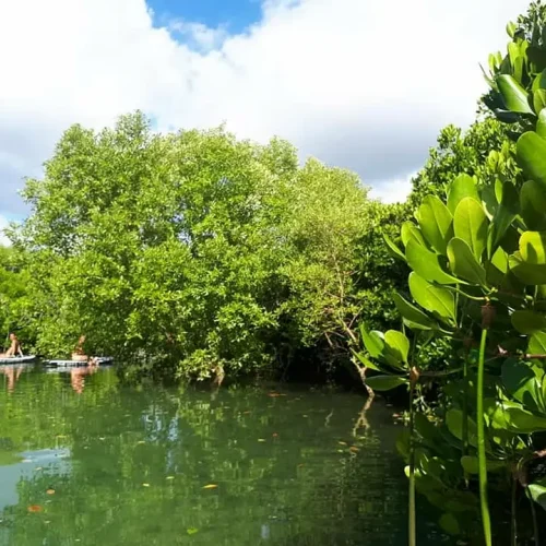 forêt de mangroves de Zanzibar