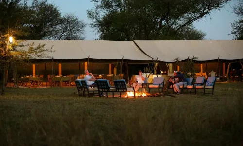 foyer extérieur zebra intimate camps serengeti