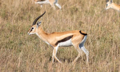 gazelle dans le parc national du serengeti