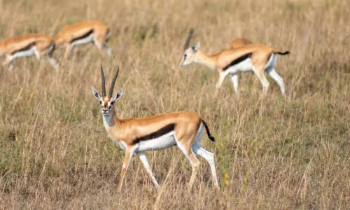 gazelle en train de brouter dans le parc national du serengeti