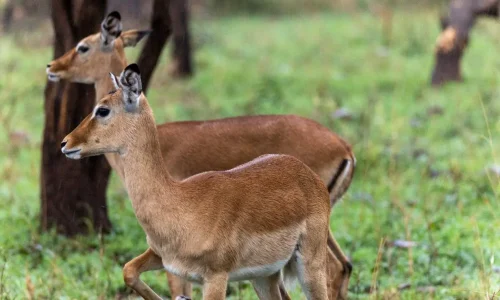 gazelles dans le parc national du serengeti
