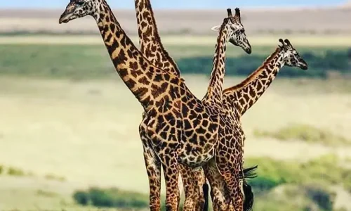 girafe dans le parc national du serengeti