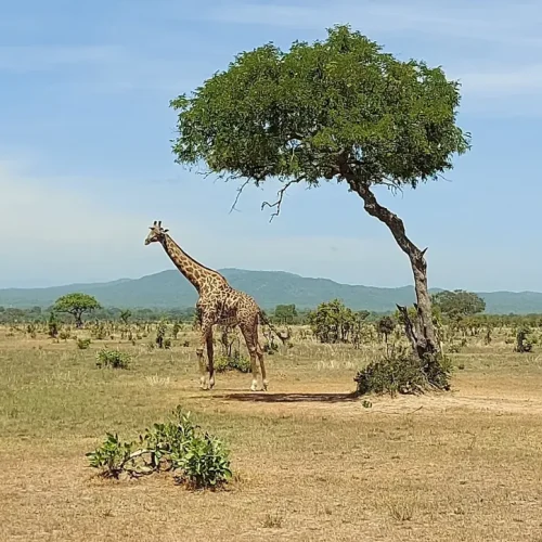 girafe-dans-savane-mikumi