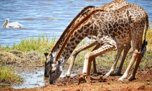girafe du parc national de Tarangire