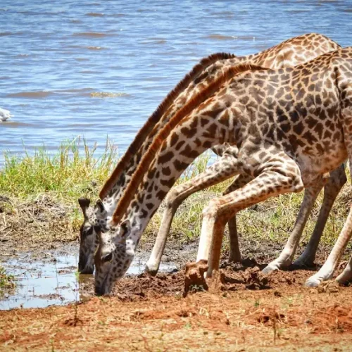 girafe du parc national de Tarangire