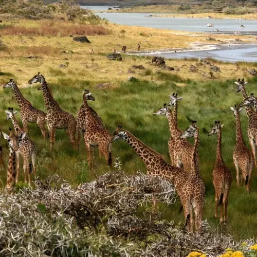 girafes-arusha-tanzanie
