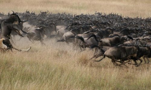 gnou des plaines de Mara attaqué par un lion