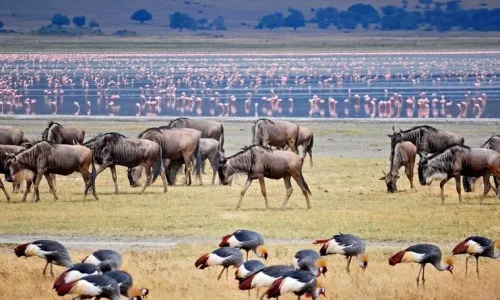 gnous-au-parc-national-du-lac-manyara