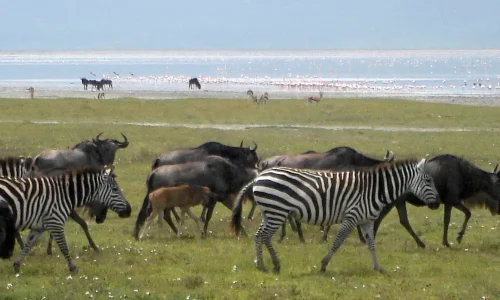 gnous-et-zebres-pres-du-lac-du-cratere-ngorongoro