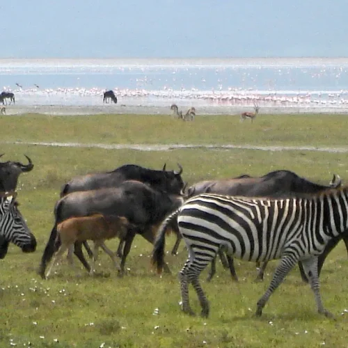 gnous-et-zebres-pres-du-lac-du-cratere-ngorongoro