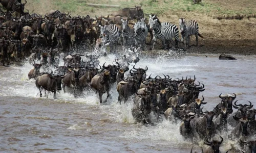 gnous traversant une rivière dans le parc national du serengeti