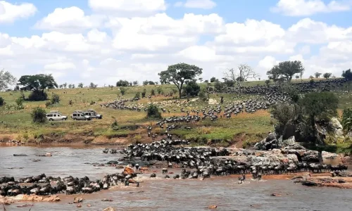 grande migration des gnous du Serengeti