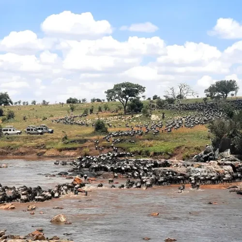 grande migration des gnous du Serengeti