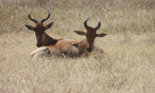 groupe-d-antilope-en-train-de-paître-au-lac-manyara
