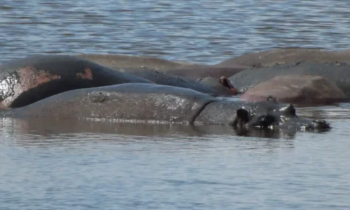 groupe-d-hippopotames-au-lac-manyara