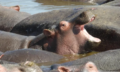 groupe-d-hippopotames-dans-un-point-d-eau-au-lac-manyara
