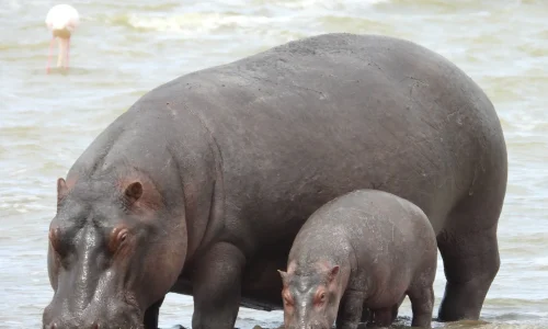 groupe-familial-d-hippopotames-au-lac-manyara
