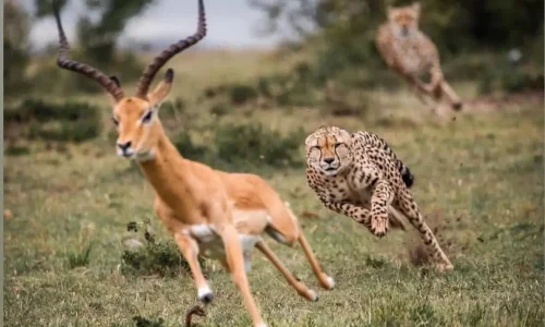 guépard chassant une impala dans le parc national du serengeti