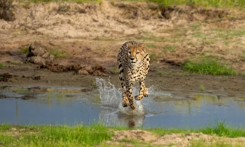 guépard-en-pleine-chasse