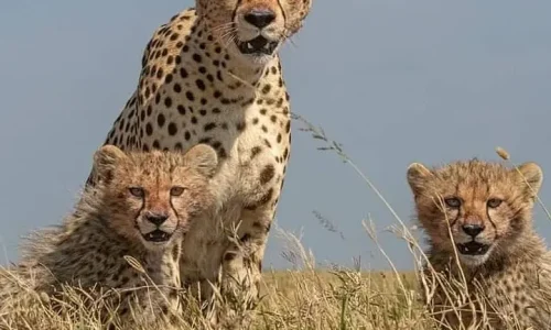 guépard observant les plaines du serengeti à la recherche de proie
