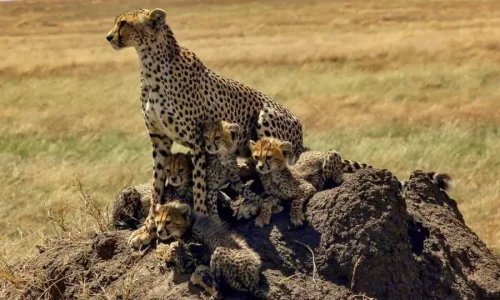 guépard observant les plaines du serengeti depuis une termitière