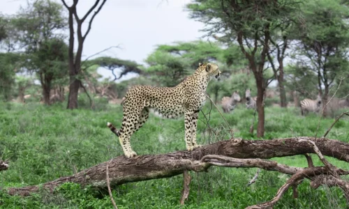 guépard observant ses proies depuis un arbre tombé dans le parc national du serengeti (1)
