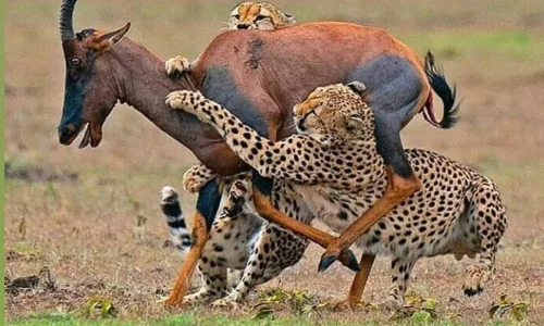 guépards en chasse dans le parc national du serengeti poursuivant une antilope
