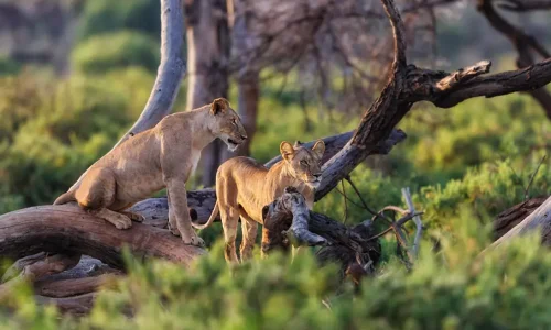 guide-kiwoito-expliquant-les-lions-grimpeurs-d-arbres