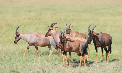 hartebeests dans le parc national du serengeti (1)