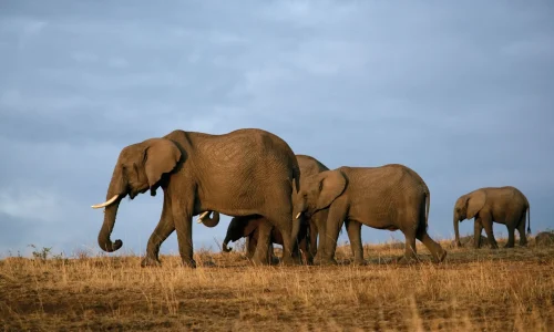 Tsavo national Park