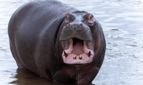 hippopotame dans la rivière mara du parc national du serengeti
